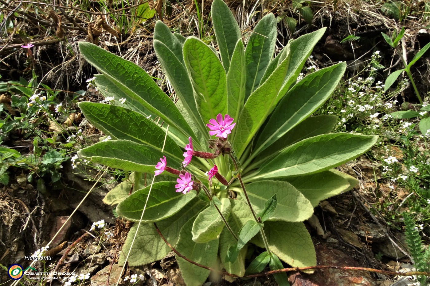 83 Silene dioica risalta sul verde del  fiore da sfondo .JPG